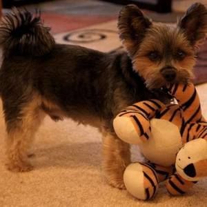 Meet your Posher, Beatrice